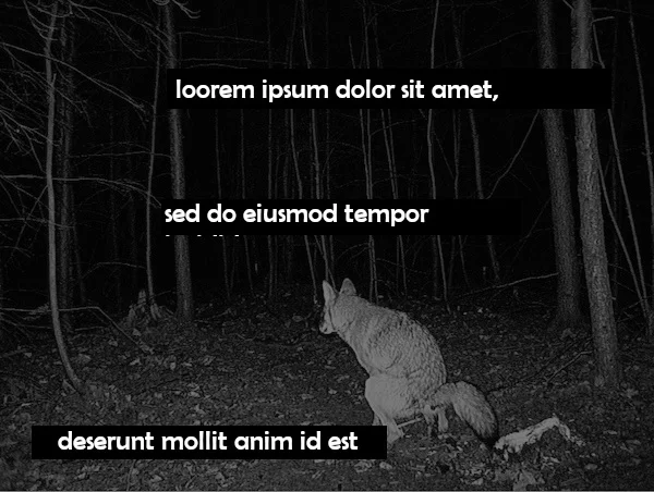 пацанские цитаты на фоне гордого волка